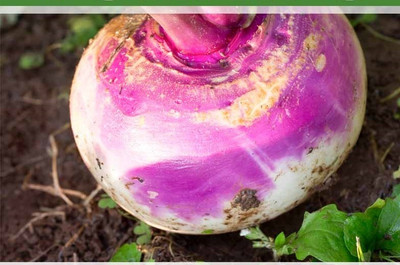 Quentova White Purple Top Turnip/Shalgam-AHS-8A Seed(250 per packet)