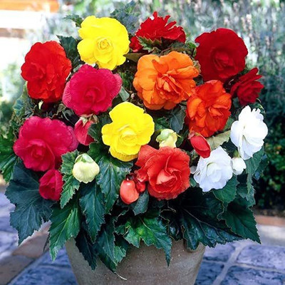 CYBEXIS NDIR-85 - Flower : Begonia - (30 Seeds) Seed(30 per packet)