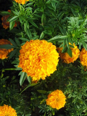 SeeGreen farm marigold,gende ka phool seeds Seed(21 per packet)