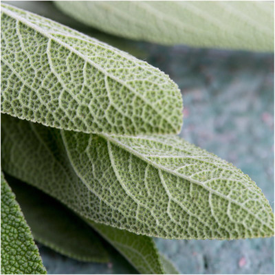 Qualtivate ICRA-4A Broad Leaved Sage(Salvia officinalis) Seed(100 per packet)