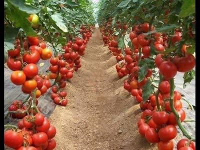 KANAYA Tomato Seed(650 per packet)