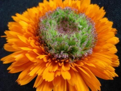 CRGO CALENDULA Seed(15 per packet)