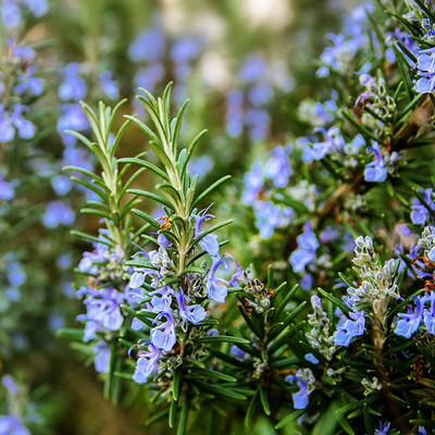 CYBEXIS LX-47 - Rosemary - Non-GMO - (2250 Seeds) Seed(2250 per packet)