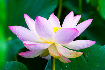 NAV JYOTI HYBRID SEEDS lotus,kamal gatta Seed(11 per packet)