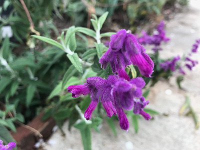 CYBEXIS PUAS-60 - Salvia Leucantha Mexican Sage - (1350 Seeds) Seed(1350 per packet)