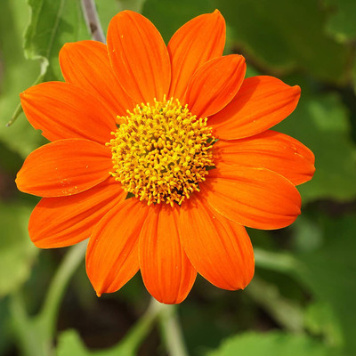 VibeX LX-81 - Orange Mexican Sunflower - (1350 Seeds) Seed(1350 per packet)