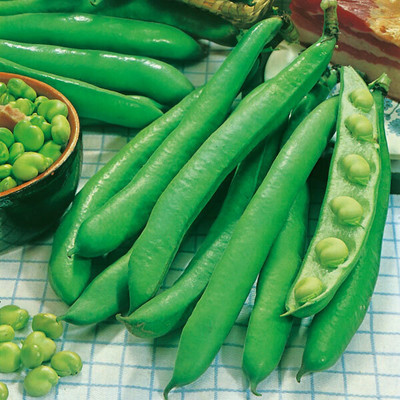 Quentova Broad bean - Giant Exhibition-AHS Seed(75 per packet)