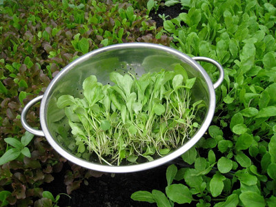 KNESSiN Baby Spinach Exotic Veg Microgreens seeds Seed(200 per packet)