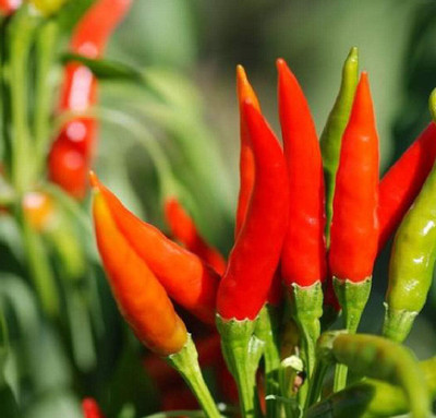 KNESSiN Tabasco Chilli Pepper - Seed(200 per packet)