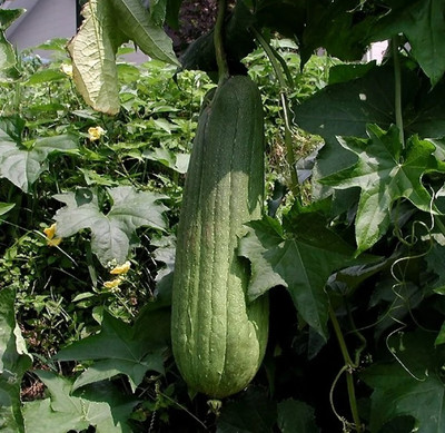 UGRA Luffa Gourd Extra long sponge gourd Seed(120 per packet)