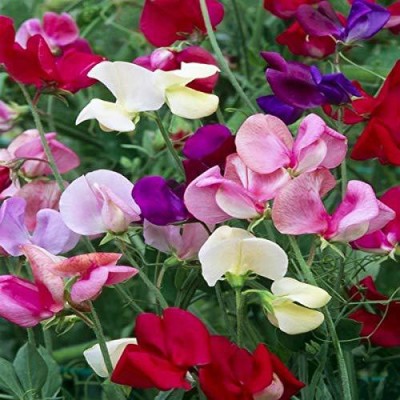 Lorvox Sweet Pea Mixed Color Hybrid Flower Seed(105 per packet)
