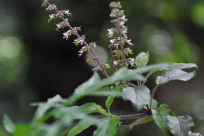 Mozette Organic tulsi herb Seed(48 per packet)