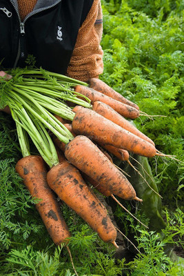 VibeX ® VXI-98 Giant Red Carrot Sweet Seed(500 per packet)