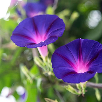 Aywal Morning Glory Heavenly Blue Seed(40 per packet)