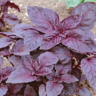 WILLVINE LX-44 Red Rubin Purple Basil Seed(1000 per packet)
