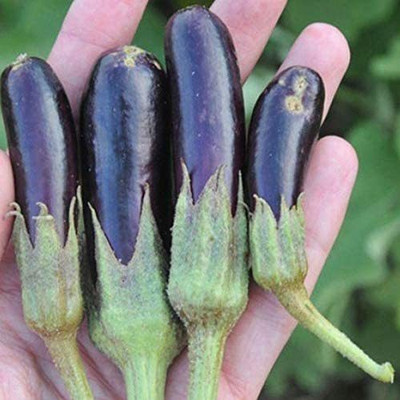 VibeX ® VXI-876 Little Fingers Brinjal-Very Tasty!Huge Yields Seed(200 per packet)