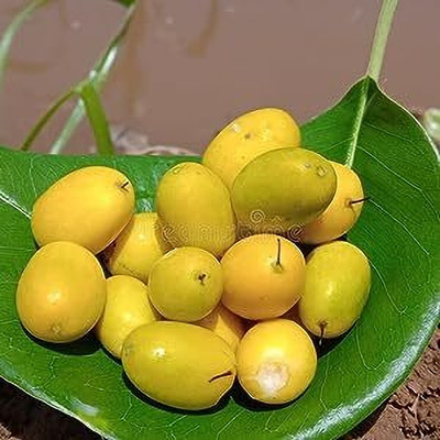BDSresolve Mimusops Hexandra, Khirni seeds, rajana seeds Seed(12 per packet)
