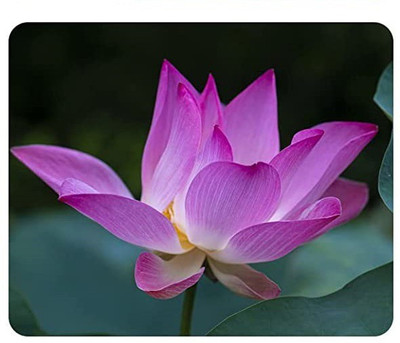 VibeX VVI-4 - Ornamental Mixed Pink & Red Lotus Flower - (90 Seeds) Seed(90 per packet)
