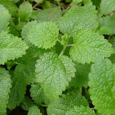 CYBEXIS NBIR-8 - Lemon Balm Herbs - (250 Seeds) Seed(250 per packet)