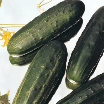 Quentova Cucumber Dasher II F1 Seed-LXI-8F Seed(300 per packet)