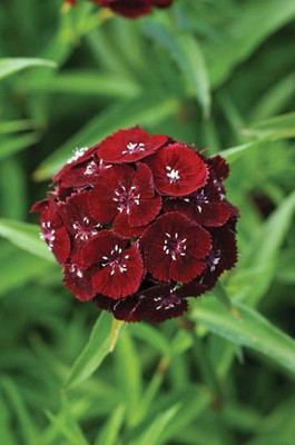 XOLDA Exotic sweet william Seed(20 per packet)