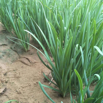 CYBEXIS Organic Leek/Chives Seeds Family Garden2800 Seeds Seed(2800 per packet)
