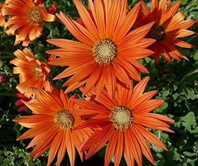 CYBEXIS African Daisy Flower Seeds All Season Seed(50 per packet)