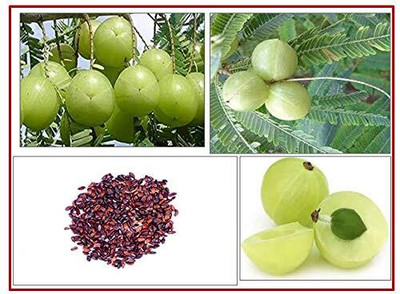 GreenAloN Amla Seeds Seed(50 per packet)