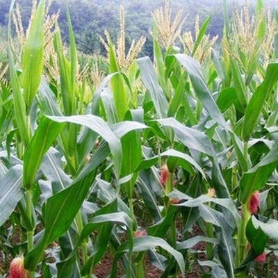 CYBEXIS High Yield Sweet Wax Corn Seeds1000 Seeds Seed(1000 per packet)