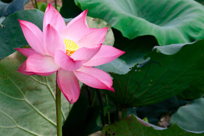 VERTEX AGENCIES lotus,kamal gatta Seed(10 per packet)