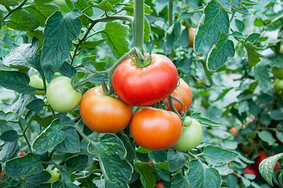 Kilson tomato Seed(60 per packet)
