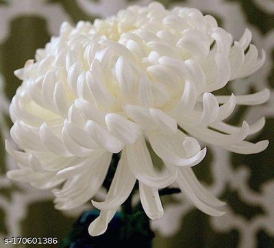 Mozette Exotic chrysanthemum white Seed(1 per packet)
