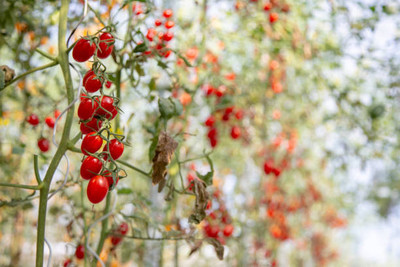 VINTI tomato Seed(70 per packet)