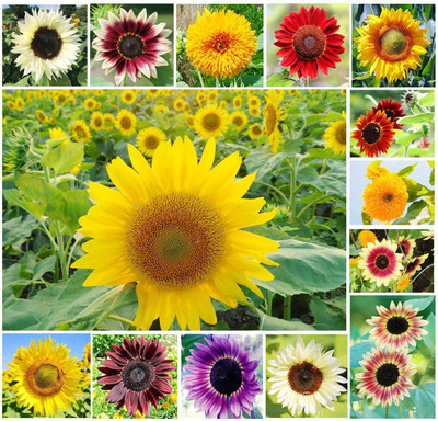 VibeX ® LXI-174 Mix Color Sunflower Seeds Seed(200 per packet)