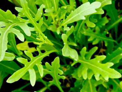 VibeX NDIR-51 - Wild Arugula(Diplotaxis tenuifolia) - (750 Seeds) Seed(750 per packet)