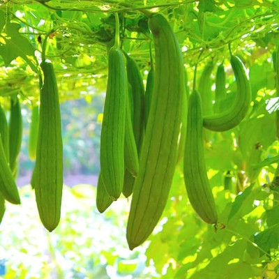 KNESSiN Heirloom Desi Sponge Gourd High Germination Seeds (500 Seeds) Seed(500 per packet)