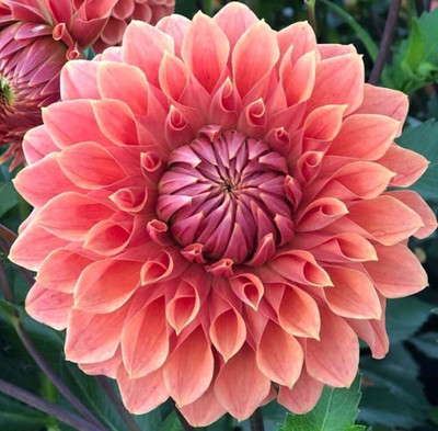 CYBEXIS VXI-70 - Dahlia Flower Exotic Mix - (540 Seeds) Seed(540 per packet)