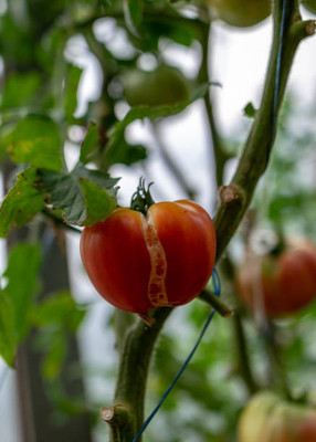 Farmhook tomato Seed(100 per packet)
