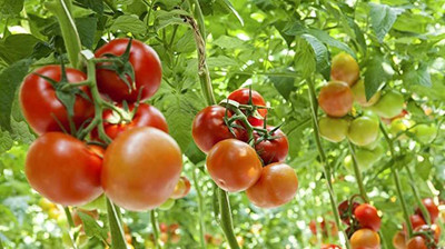 KANAYA Tomato Hybrid Seed(200 per packet)
