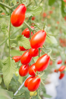 Somadev tomato Seed(65 per packet)
