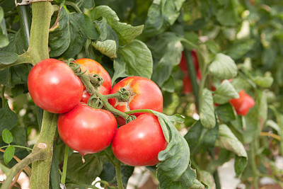 SHYAMKRIPA CREATIONS tomato Seed(90 per packet)
