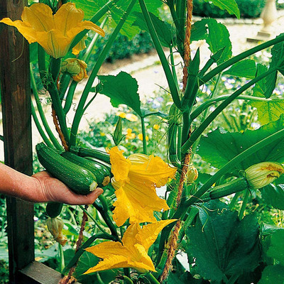 CYBEXIS Non-GMO Low in Fat Green Plant Rustic Zucchini100 Seeds Seed(100 per packet)