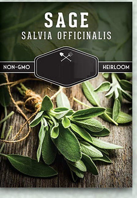 CYBEXIS LXI-56 - Culinary Sage - (1350 Seeds) Seed(1350 per packet)