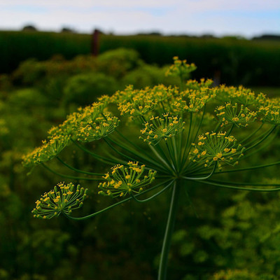 CYBEXIS NBIR-59 - Dill - Elephant - (250 Seeds) Seed(250 per packet)