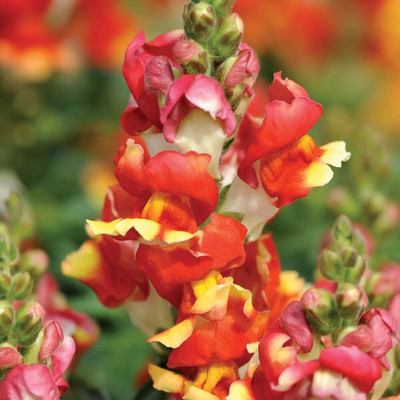 CRGO ANTIRRHINUM Seed(15 per packet)