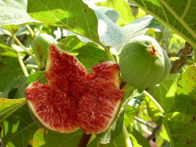 XOLDA Organic Anjeer Fig Seed(35 per packet)