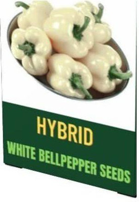 WILLVINE VXI-432 Capsicum White Wonder Seeds Seed(200 per packet)