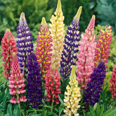BDSresolve Garden Lupin Hybrid Seeds/lupin seeds 37 Seed(37 per packet)