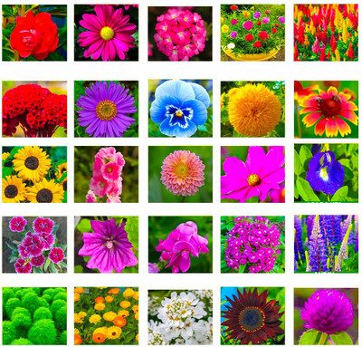 abiswas 25 Varieties of Flower Seeds Combo For Your Garden Beautiful Bloom Germination Seed(1850 per packet)