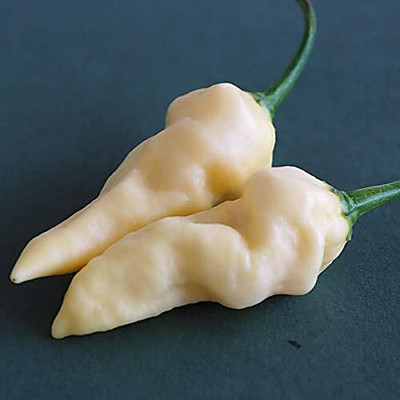 KNESSiN Devil's Tongue White Pepper Chilli Seed(200 per packet)